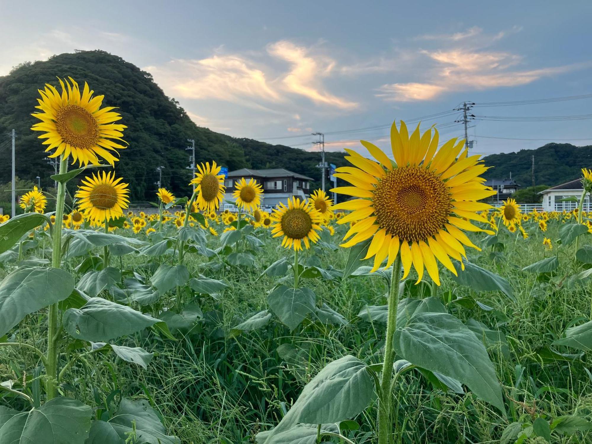 貸別荘吉佐美苑 Shimoda  Exterior photo
